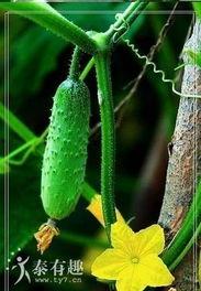 带刺的瓜怎么吃