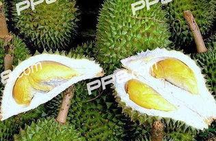 榴莲吃瓜哥,揭秘热带果王与网络红人的跨界传奇