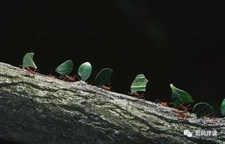 小蚂蚁吃瓜绘画