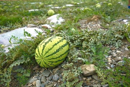 网红星野吃瓜,揭秘网红圈幕后故事