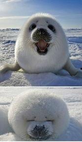 猫咪吃瓜背影图片