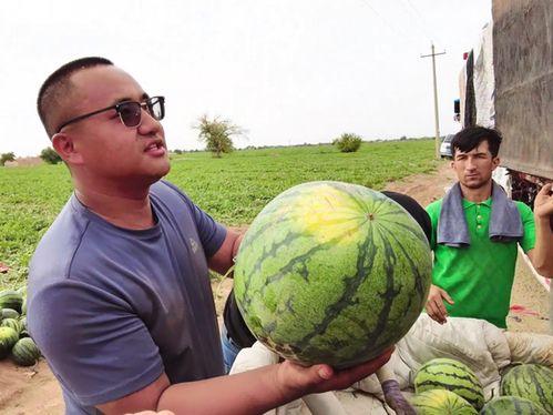 柒叻吃瓜比赛,一场舌尖上的狂欢盛宴